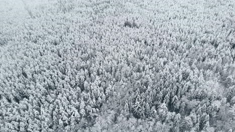 Vista-Aérea:-Bosque-De-Invierno.-Rama-De-Un-árbol-Nevado-Con-Vistas-Al-Bosque-De-Invierno.-Paisaje-Invernal,-Bosque,-árboles-Cubiertos-De-Escarcha,-Nieve.